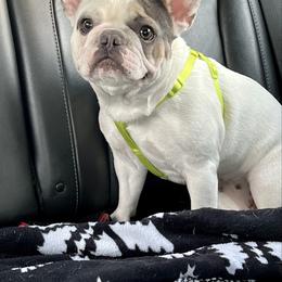 Sophie - French Bulldog