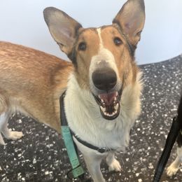 Nuance - Collie