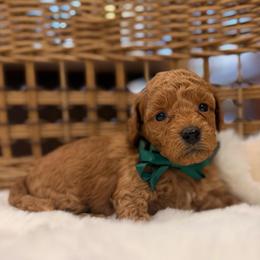 Surf green collar - Red  male Goldendoodle puppy in Shingle Springs, California from Creamy Retrievers