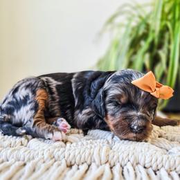 Lizzie - Merle female Bernedoodle puppy in Gaylord, Michigan from Dog Mom Co. Doodles