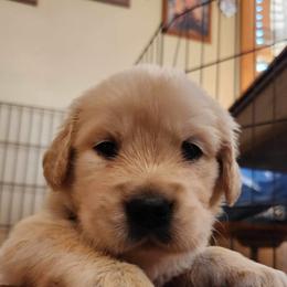 Golden Retriever and Labrador Retriever Puppies from Storm Chasers Retrievers