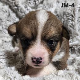 JM-4 - Sable male Pembroke Welsh Corgi puppy in Ely, Minnesota from RJ's Corgis