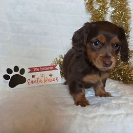 Franki - Chocolate and tan female Dachshund puppy in Woodburn, Iowa from Rolling S Ranch Doxies