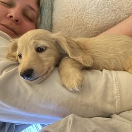 Dachshund Puppies from Ruff Patch Doxie Den