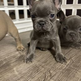 French Bulldog Puppies from Frnchi Faerie