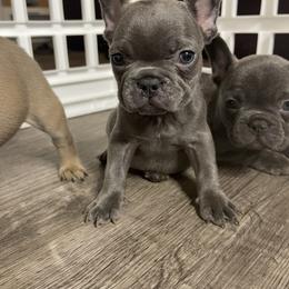 French Bulldog Puppies from Frnchi Faerie