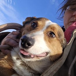 Diamond - Pembroke Welsh Corgi