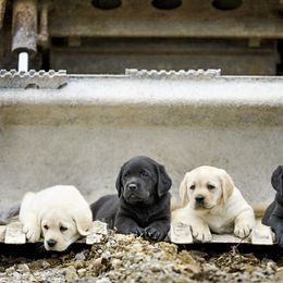 Labrador Retriever Puppies from Still Creek Labradors