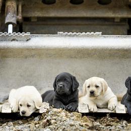 Labrador Retriever Puppies from Still Creek Labradors