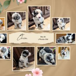 Australian Shepherd and Great Dane Puppies from AEW Farm