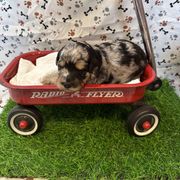 Hazel - Blue merle female Bordoodle puppy in Republic, Missouri from Holland Hilltop Farm