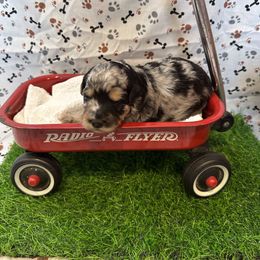 Hazel - Blue merle female Bordoodle puppy in Republic, Missouri from Holland Hilltop Farm