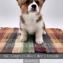 Carmel - Red female Pembroke Welsh Corgi puppy in Pine Village, Indiana from NL Horsemanship