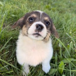 Smooth Sailor - Black and white male American Corgi puppy in Heyworth, Illinois from Schumaker Corgis