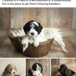Goldendoodle Puppies from KandE Doodles