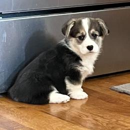 Indy - Black and tan female Pembroke Welsh Corgi puppy in Vernal, Utah from Bingo's Kennel