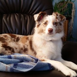 Anna - Miniature American Shepherd