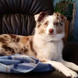 Anna - Miniature American Shepherd