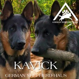 Kavick - German Shepherd