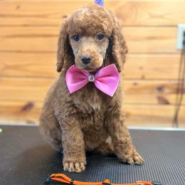 Orange Collar - Red  female Poodle puppy in Henagar, Alabama from Windy Oak Kennels