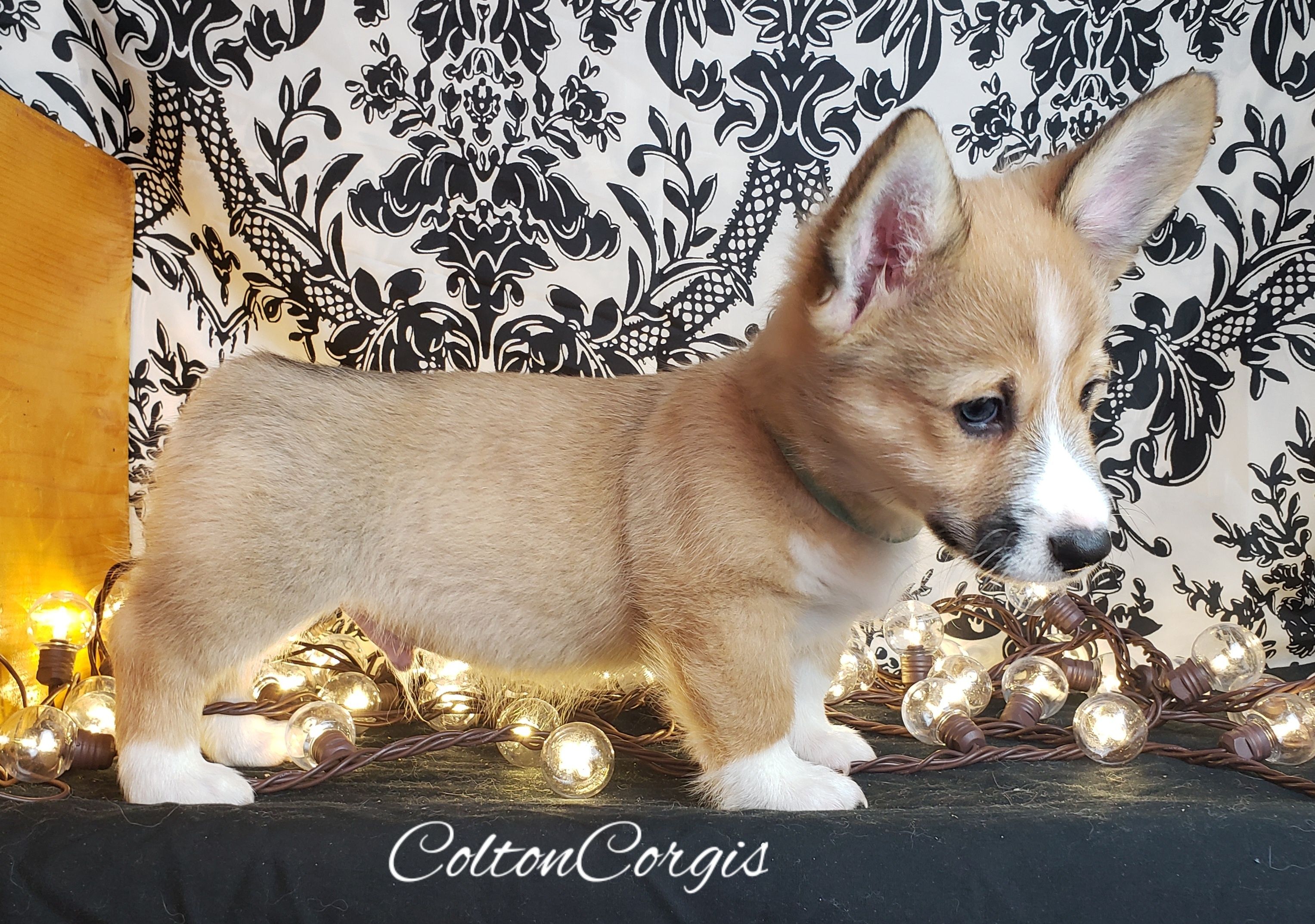 Colton corgis hot sale