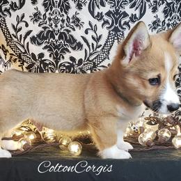 Pembroke Welsh Corgi Puppies from Colton Corgis