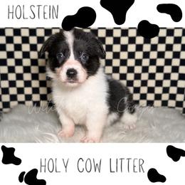 Holstein - Black and white male American Corgi puppy in Greenwood, Indiana from Witch Creek Corgis