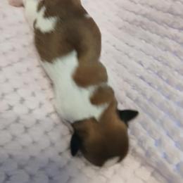 Margarita - Red and white female Shih Tzu puppy in Benbrook, Texas from 2 Sons & 4 Paws Puppies