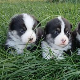 Daisy - Black and tan female Pembroke Welsh Corgi puppy in Redfield, Kansas from Owenby's Corgi's