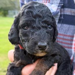Hersey - Black female Poodle puppy in St. Johnsbury, Vermont from Poodles of the Northern Woods