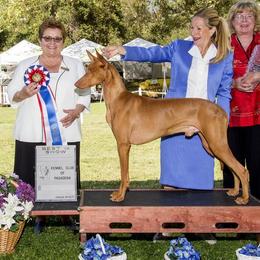 Pharaoh Hound puppies from LaRee Drolet