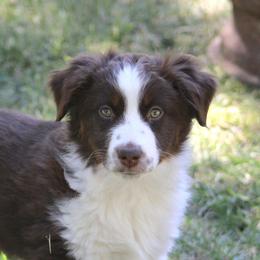 Rusty - Red tri-color male Miniature American Shepherd puppy in Elgin, Oregon from LongMile Aussies