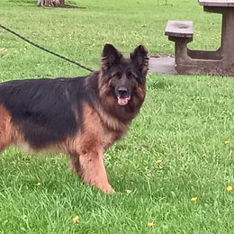 Jasmin - German Shepherd