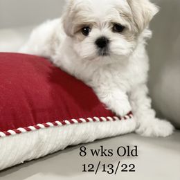 Maltese and Yorkshire Terrier Puppies from Precious Paws Maltese and Yorkies