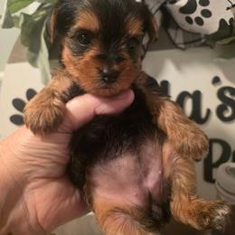 Lily - Black and gold female Yorkshire Terrier puppy in Clermont, Florida from Bella's Prissy Butts