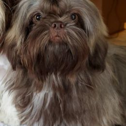 Isabella - Liver female Shih Tzu puppy in Cartersville, Georgia from 100 Acre Woods Shih Tzu Plantation