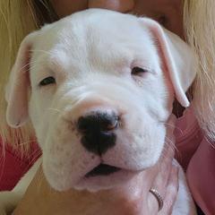Girl 1 - Dogo Argentino puppy from Dogos del Gran Reino
