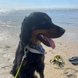 New - Gordon Setter