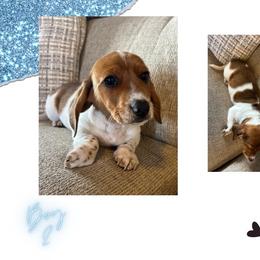 Boy 2 - Piebald male Dachshund puppy in Plato, Missouri from David & Stacey's Dachshunds