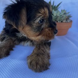 Leo - Black and tan male Yorkshire Terrier puppy in Riverside, California from Empire Yorkies