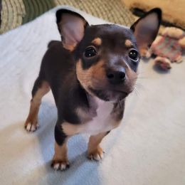Rat Terrier Puppies from Country Rat Terriers