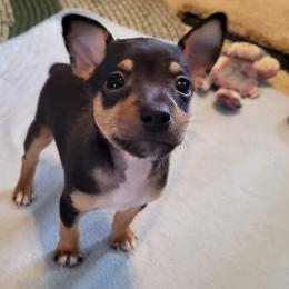 Rat Terrier Puppies from Country Rat Terriers