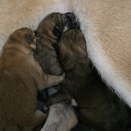 Tbd - Red male Shiba Inu puppy in Marianna, Florida from Diwasou