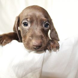 Dachshund Puppies from Mulberry Dachshunds