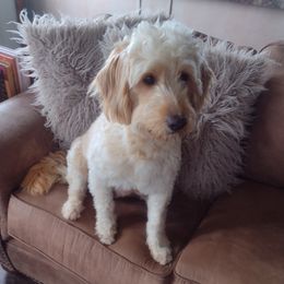 Millie - Goldendoodle