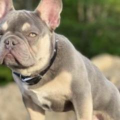 French Bulldogs from Stacy Roy's French Bulldogs