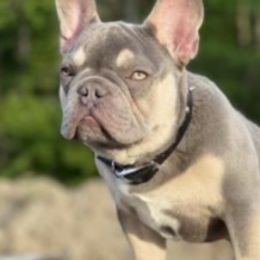 French Bulldogs from Stacy Roy's French Bulldogs
