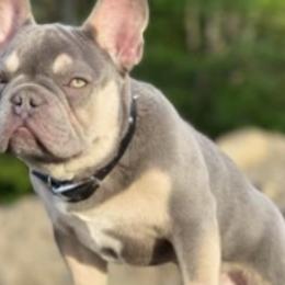 French Bulldogs from Stacy Roy's French Bulldogs