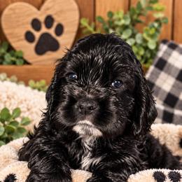Cracker Jack - Black and white male Cocker Spaniel puppy in Hickory, North Carolina from Homegrown Spaniels
