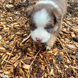 Diamond - Red tri male Miniature Australian Shepherd puppy in Priest River, Washington from Offgrid Aussies